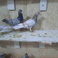 ۷تاهفت رنگ نرماده