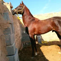 اسب نریان|اسب و تجهیزات اسب‌سواری|اهواز, اهواز|دیوار