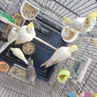 جوجه عروس هلندی|پرنده|مشهد, ویلاشهر|دیوار