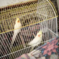 عروس لوتینو جفت