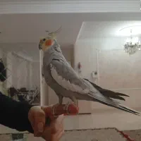 عروس هلندی نر|پرنده|تهران, هفده شهریور|دیوار