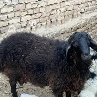 بره
