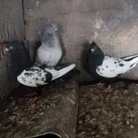 کفتر معاوضه