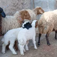 میش زاییده بره نر|حیوانات مزرعه|کاشمر, |دیوار