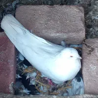 کبوتر پرشی|پرنده|گمیشان, |دیوار