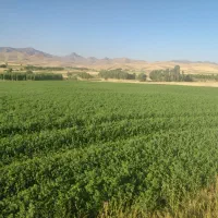 فروش یونجه چین چهارم