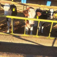 گوساله از گاوداری تلیسه درجه یک|حیوانات مزرعه|سبزوار, قصبه شرقی|دیوار