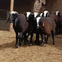 بره ماده شالی
