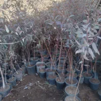 درخت ونهال بهترین کیفیت قیمت کشاورزی