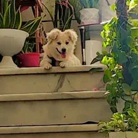 سگ گمشده|حیوانات|گلپایگان, |دیوار