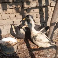 مرغ وخروس محلی اصیل|حیوانات مزرعه|جلین, |دیوار