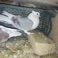 پلاکی|پرنده|اصفهان, گورت|دیوار