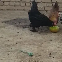 مرندی و گلین