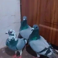 کفتر|پرنده|دلند, |دیوار