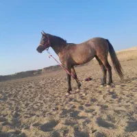 کره کره دوسال تازه سواری شده دست وپاسالم