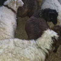 فروش بره و کهره|حیوانات مزرعه|لردگان, |دیوار