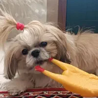 شیتزو سوپر فلت