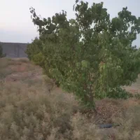 باغ قیمت مناسب|فروش زمین و ملک کلنگی|اصفهان, براآن شمالی|دیوار