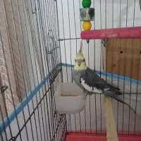 عروس هلندی|پرنده|میناب, |دیوار