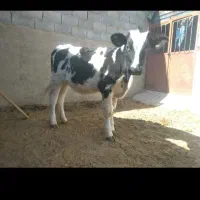 شنگل داشتی گوساله گاو