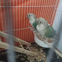 جفت گرینچیک پاین اپل مولد