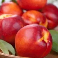 فروش نهال شلیل بیگ تاپ شناسه دار