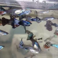 ماهی کوپی مولد درشت