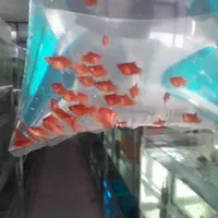 کالر پلاتی زبرا آنجل|ماهی|پاکدشت, پاکدشت (مامازند)|دیوار