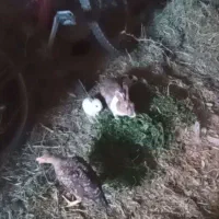 بچه خر گوش زرنگ سالم. م قشلاق چرخلو|موش و خرگوش|رامند, |دیوار