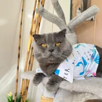 گربه نر اسکاتیش بلو جفت گیری|گربه|پردیس, فاز ۱۱|دیوار