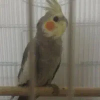 تعداد ۱۴ عدد عروس هلندی نر ماده فروشی