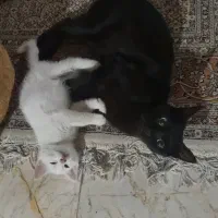 واگذاری بچه گربه ۳ ماهه