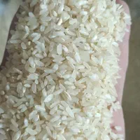 برنج کامفیروزی نو