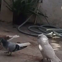 فروش فوری کفتر یا کبوتر با قیمت مناسب