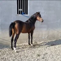 فروش چند راس  اسب نریان و مادیان