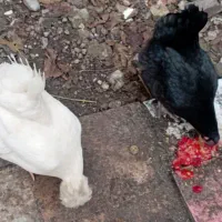 مرغ|حیوانات مزرعه|بندر ترکمن, |دیوار