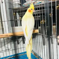 فروش جفت عروس مولد با ۴تا جوجه