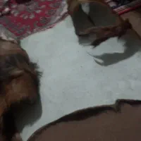 یک عدد پوست بز|گلیم، جاجیم، گبه|فردیس, منظریه|دیوار