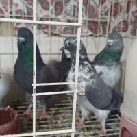 8عددکبوترطوقی