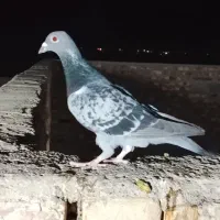 کفتر گمشده|پرنده|کرباسک, |دیوار