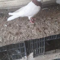 ۳ تا باشی قرمز|پرنده|پارسآباد, |دیوار