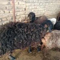 فروش گوسفند|حیوانات مزرعه|قرچک, صالح آباد|دیوار