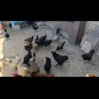 مرغ و خروس