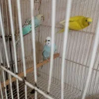 مرغ عشق|پرنده|تربت‌حیدریه, دیزقند|دیوار