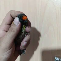 جوجه سهره وگلبسر گلدار دهن زن پرتقالی|پرنده|شیراز, کوی زهرا|دیوار