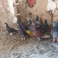 کبوتر پلاکی|پرنده|مرودشت, تخت جمشید|دیوار