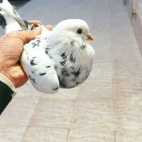 کفتر زوردار