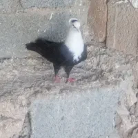 کبوتر مخمل