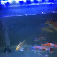 ماهی کوی نژاد دار