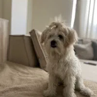 واگذاری سگ|سگ|نسیمشهر, |دیوار